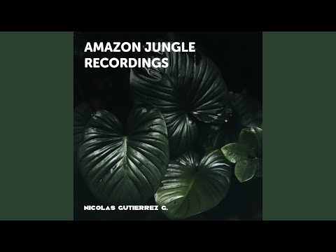 Dusk on the banks of the Amacayacu river