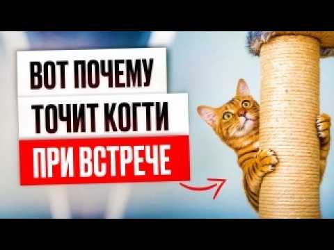 Сделай это, если кошка бежит точить когти при встрече
