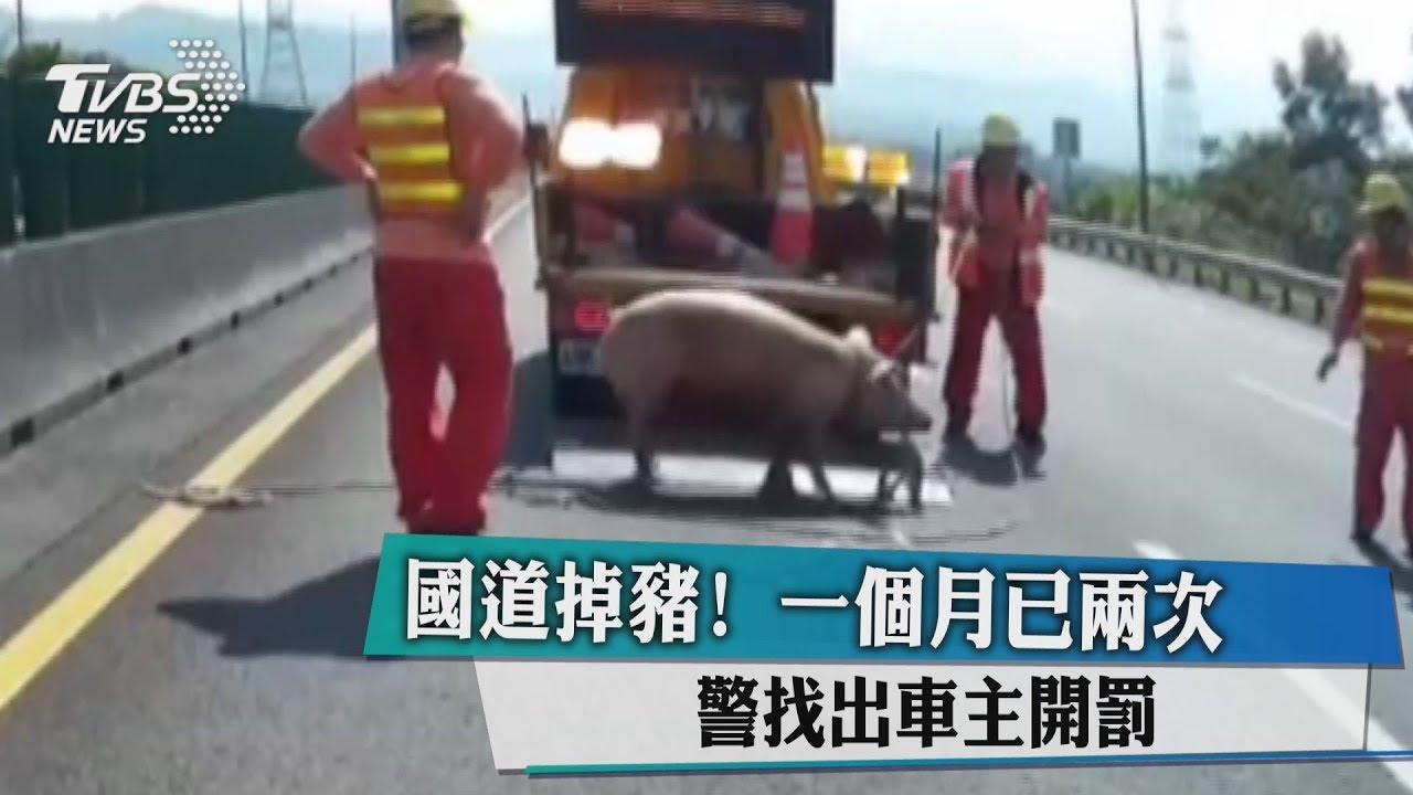 國道掉豬!一個月已兩次 警找出車主開罰
