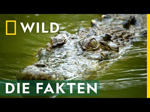 Die spannendsten Krokodil-Fakten! | Croctober
