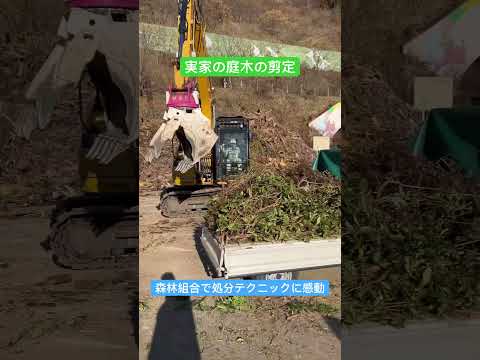 折れた木の枝を世話し、入念に検査し、枝が生きていることに注意する