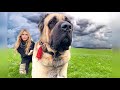 WOLF KILLER THE MALAKLI KARABAŞ DOG Deadly Giant Kangal