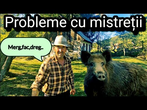 Cum arată gospodăria lui Ioachim din satul Târsa, jud. Alba. Mistreții distrug terenurile oamenilor