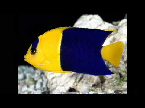 Oscar Tango by the Penguin Cafe Orchestra