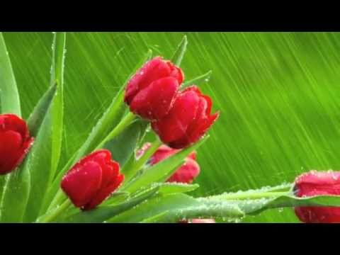 Al Jolson sings "I Got Lucky In The Rain"