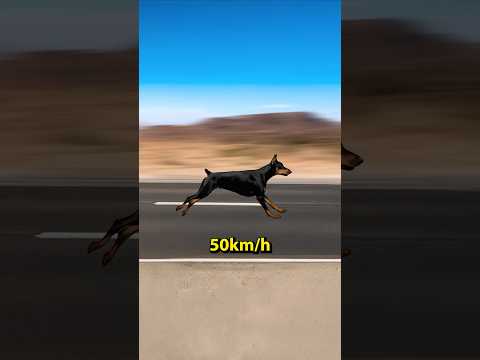 What is the fastest race in the world? 🤔🐕😳