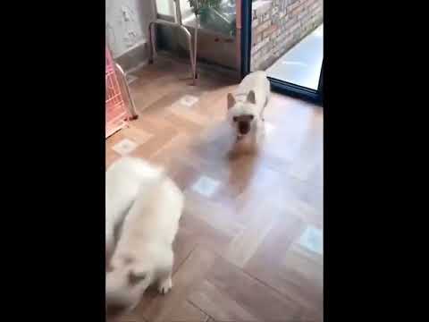 funniest animal videos of 2022 - funny golden retriever dogs and cutest golden puppies  V.18121 #fu