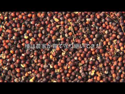 焼畑：伝統の灯火を守る - OurWorld 日本語