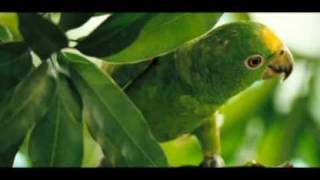 pienso en ti - Shakira