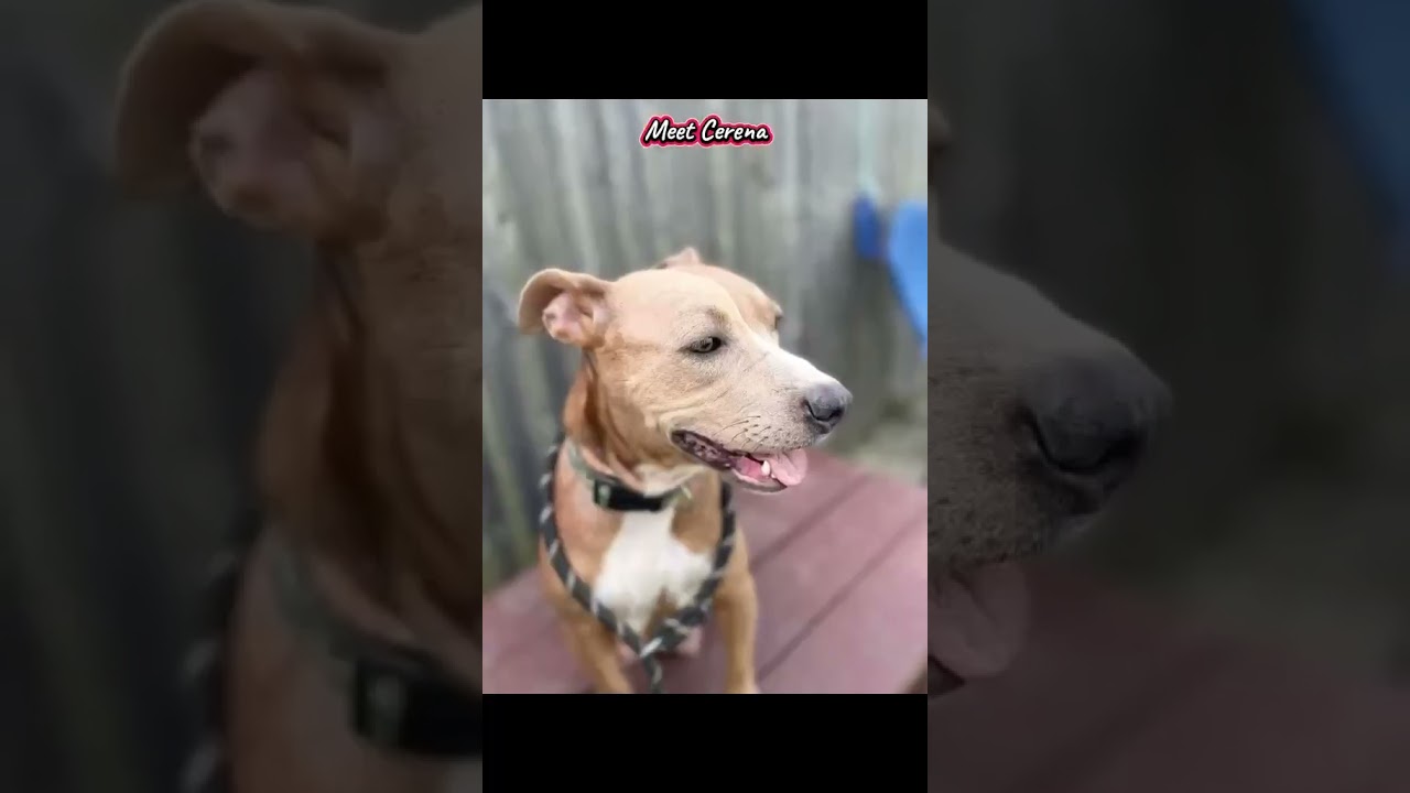 Enlarge Cerena, a Adoptable mixed breed in Plain City, OH video 4/6