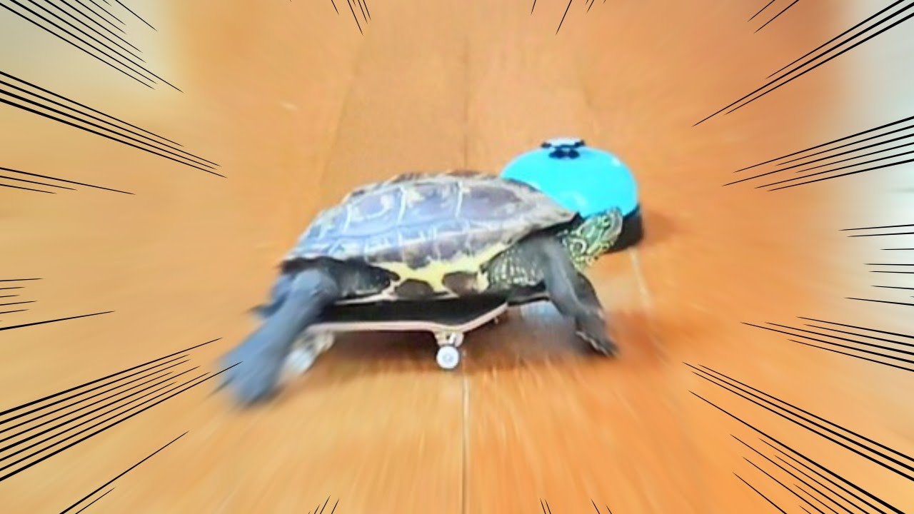 猫が好きすぎてダンスを踊るスケボー亀【A skateboarding turtle that loves cats so much it dances】