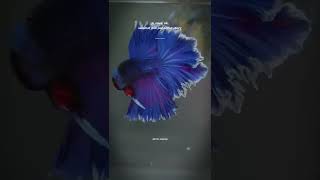 Download lagu Story wa ikan cupang hias||2022 mp3