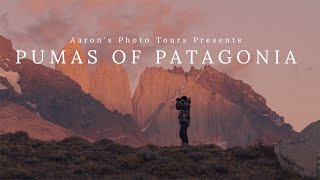 Pumas of Patagonia  - Presented by Aarons Photo To