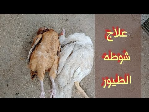 , title : '#علاج شوطه الطيور//كارسه لو لقيتها تتصرف ازاى'