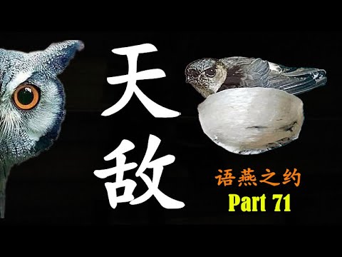 燕子天敵