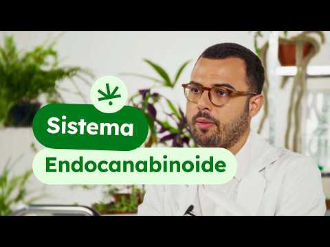 Sistema Endocanabinoide: O que É e Como Funciona