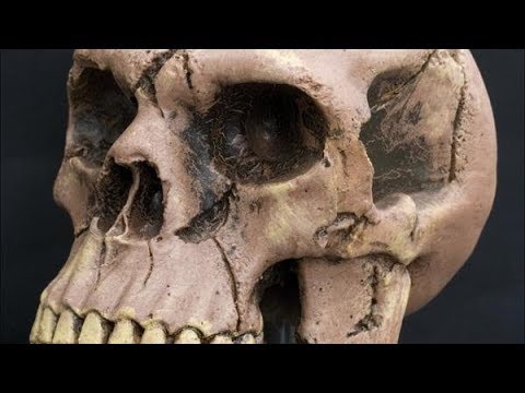 As Much As 2.6% Of Your DNA Is From Neanderthals. This Is What It's Doing | Los Angeles Times