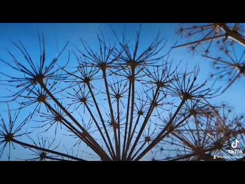 ΝΑΡΘΗΚΑΣ FERULA COMMUNIS