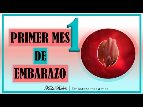 ❤️ FIRST MONTH OF PREGNANCY🤰 ⏩ WEEK 1 to 4 ⏩ FIRST TRIMESTER ⏩ Baby's Development and Evolution 👶🏻