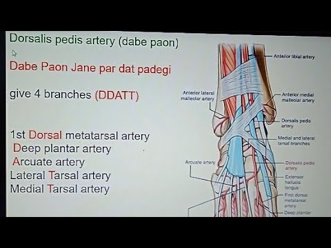 Dorsalis pedis artery