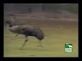 Sialene emu (miop) - Známka: 1, váha: velká