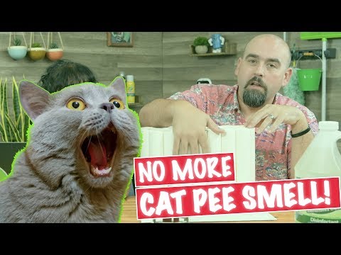 How to Get Cat Pee Out of Carpet [2021]