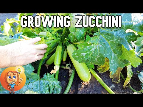 , title : 'Growing Zucchini - How Zucchini Grows'
