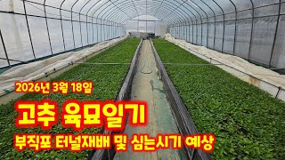 괴산청결고추 육묘일기 몰라보게 컸네요 가식 26일 파종 43일 육묘현황 고추 육묘 실패없는 온도 관리법 [고…