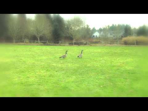 The Wild Geese - soundtrack