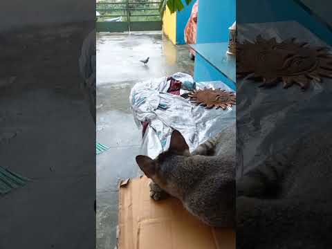 😳We shocked after seeing this Gud Habit😍  #cat #shorts #youtubeshorts #trending