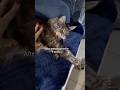 Hissy Floof When You Annoy Your Cat For Years ‍ ️ Catsounds Hissing Mainecoon