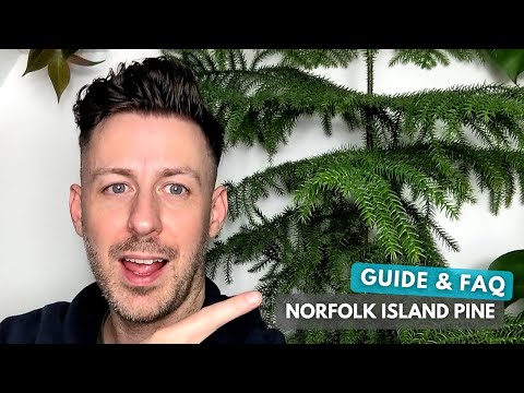 Norfolk Island Pine Care Guide and Growing Tips