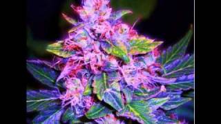 Blind Fury - Friends Before Lovers