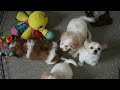 Cavachon dogs for sale: Tulip - Video 1