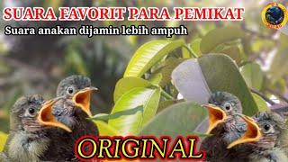 Download lagu PIKAT SOGON PALING AMPUH || suara anakan burung konin dan sogon untuk pikat #Cinnyris #Nectarinia mp3