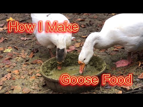 How To Make Food Your Geese Will Love