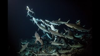 700 Sharks