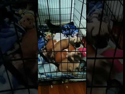 Puggle puppies prince and families