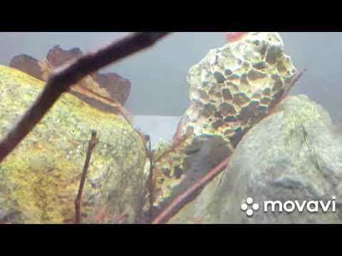 Der Anfang von der Cpo Krebs Zucht