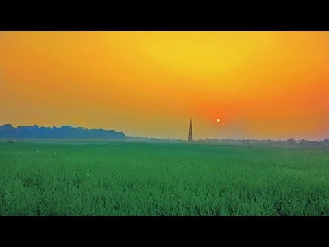 मेरे गांव का खेत 🌿.... Simra 13 february 2022 #nature #crops #croptop #field #village #youtube