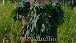 Download lagu Mimi peri. €CCP} mp3 Download lagu Mimi peri. €CCP} mp3