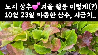 노지 상추