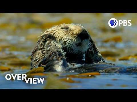 水獺如何拯救地球的水下森林 (How Otters Are Saving Earth’s Underwater Forests)