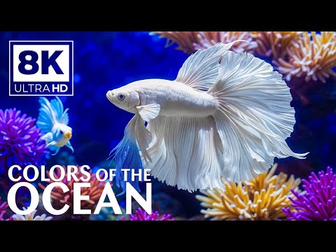 Underwater Paradise 8K 🐳 Colorful Reef Fish & Marine Life - Stress and Anxiety Relief