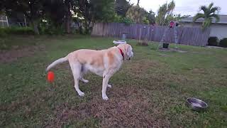 Too good...Hamish at sunset