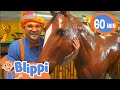 Blippi Learns About Jungle Animals At The Indoor Playground Educational Videos For Kids