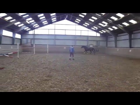 4 jährige Trakehner Stute von Impetus-Freispringen