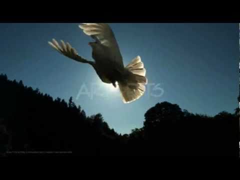 Vuela Libre Paloma video