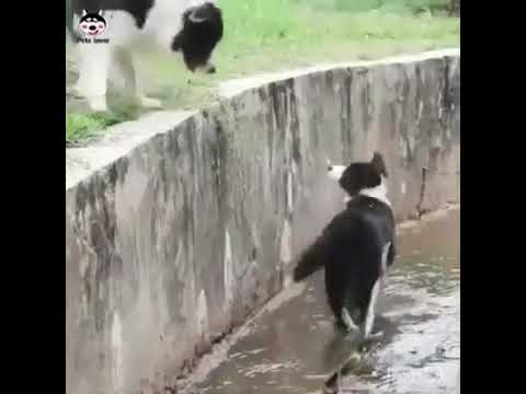 Animal loves own child's, very heart touching video