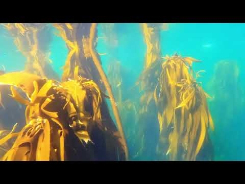 Look at that view! What the Cape of Good Hope looks like from the water angle.